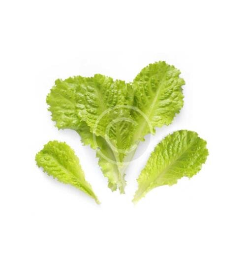 Boston Salad