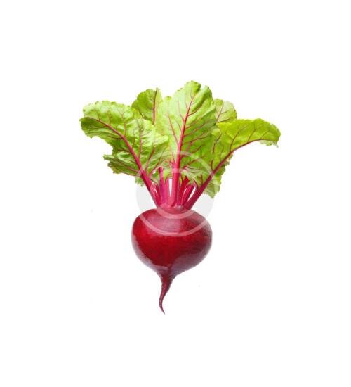 French Breakfast Radish